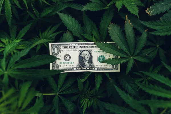 Cannabis Sativa Καλλιέργεια Επιχειρηματικό Κέρδος Εισόδημα Δολάρια Ηπα Μετρητά Χρήματα — Φωτογραφία Αρχείου