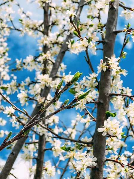 在蓝天的映衬下 果园中盛开的杜鹃或白桑树枝条 — 图库照片