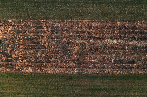 Vignoble Abandonné Drone Pov Vue Aérienne — Photo