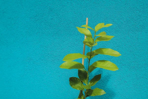 Tencerede büyüyen küçük limon ağacı, kopyalama alanı dahil