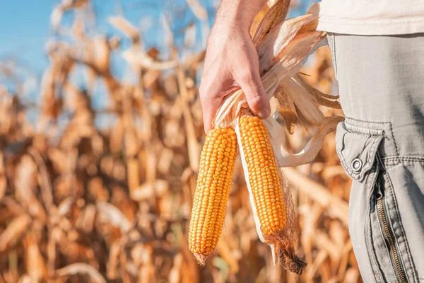 Фермер Держит Собранное Ухо Кукурузы Поле Избирательный Фокус — стоковое фото
