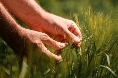 Çiftçi ekili tarlada olgunlaşmamış arpa dikenlerine dokunuyor. Tarımsal ürün yönetimi kavramında çiftliğe erkek eli yakın. Seçici odak.