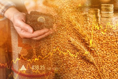 Wheat commodity price increase, conceptual image with cereal crops