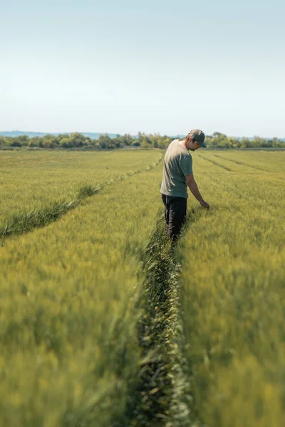 Agricoltore Agronomo Nel Campo Coltivato Orzo Verde Guardando Oltre Colture — Foto Stock