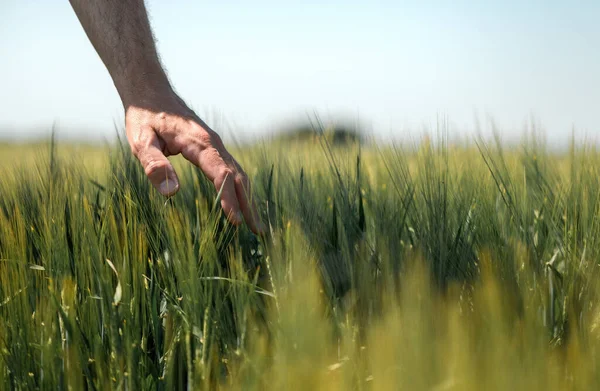 Farmer Touching Gently Green Unripe Barley Ears Hordeum Vulgare Cultivated — Stock Photo, Image