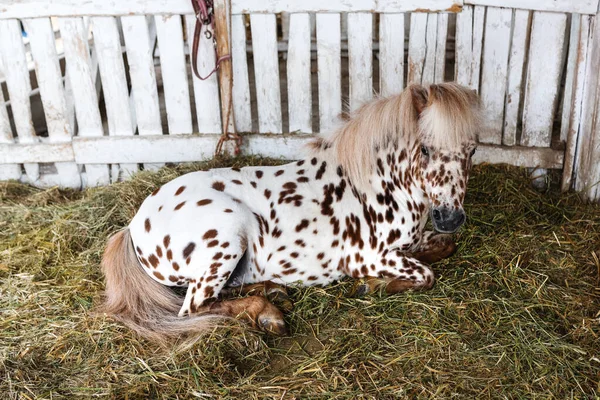 Beautiful pony horse coat marked with brown spots laying down in barn and resting, selective focus