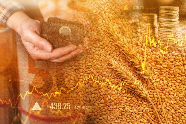 Wheat Commodity Price Increase Conceptual Image Cereal Crops — 스톡 사진