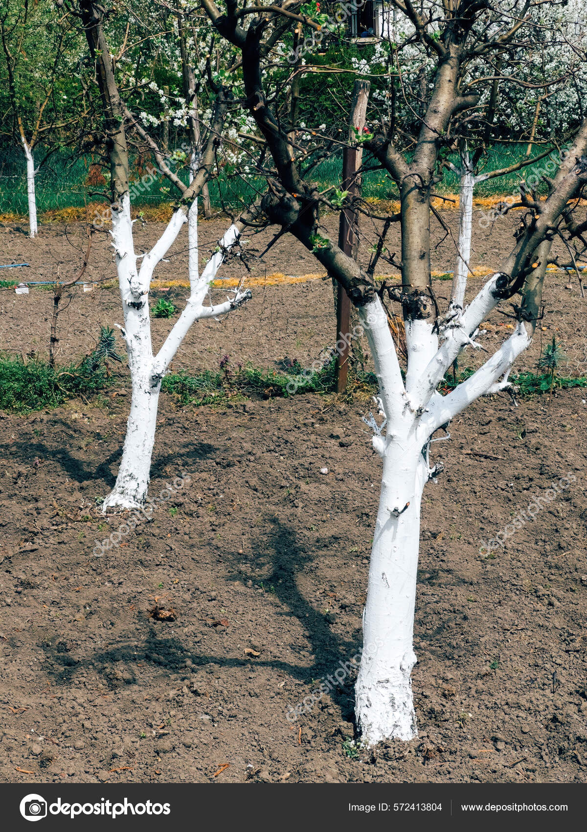 Árboles Frutales Pintados Blanco Con Pintura Látex Base Agua Para — Foto de  stock #572413804 © stevanovicigor, image size:1200x1700