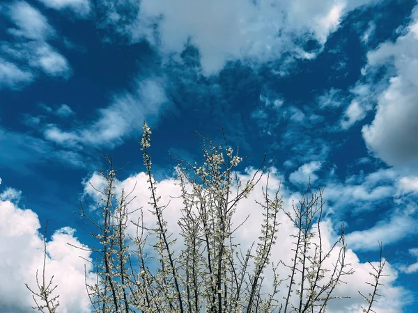 青い空に対して果樹園でモールス アルバまたは白い桑の木の枝を開花 — ストック写真