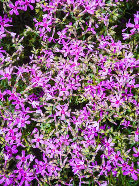 Creeping Phlox Flowering Plant Back Yard Top View — Stock Photo, Image