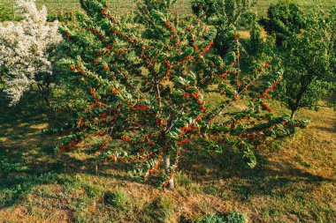 Meyve bahçesindeki tatlı kiraz ağacı, güneşli bahar gününde drone pov 'dan yüksek açılı hava manzarası.