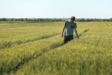 Tarımsal alandaki arpa ekinlerini inceleyen tarım işçisi, yeşil t-shirt ve kamyoncu şapkası giyen orta yaşlı tarımcı, ekili tarlalarda yürüyen ve bitkilere bakan, seçici odaklı