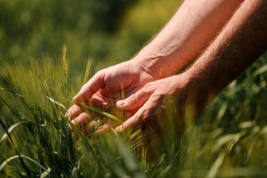 Agronomist ekili tarlada olgunlaşmamış arpa çivilerine dokunuyor. Tarımsal ürün yönetimi kavramında çiftliğe erkek eli yakın. Seçici odak