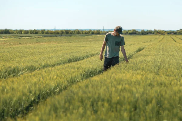 Tarımsal Alandaki Arpa Ekinlerini Inceleyen Tarım Işçisi Yeşil Shirt Kamyoncu — Stok fotoğraf