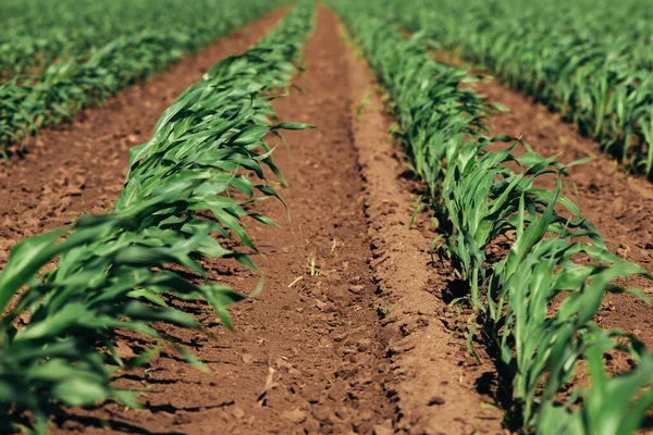 Piccole Piante Mais Verde Che Ondeggiano Nel Vento Campi Agricoli — Foto Stock