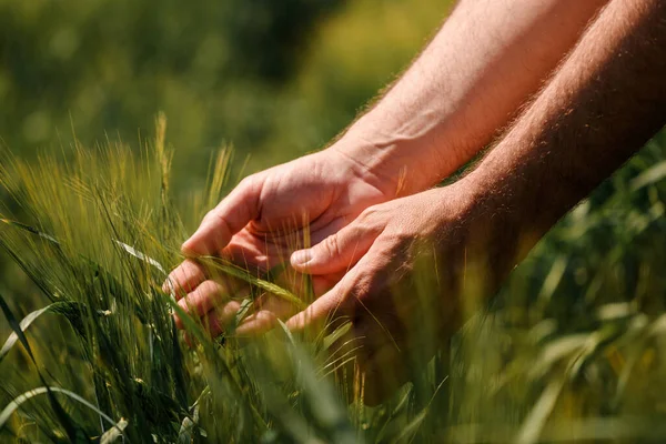 农艺学家在耕地里摸着尚未成熟的大麦穗 农业作物管理概念中的男性手拉手植树 有选择的重点 — 图库照片