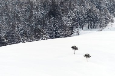 Kışın çam ağacı, kışın karla kaplı ağaçlar