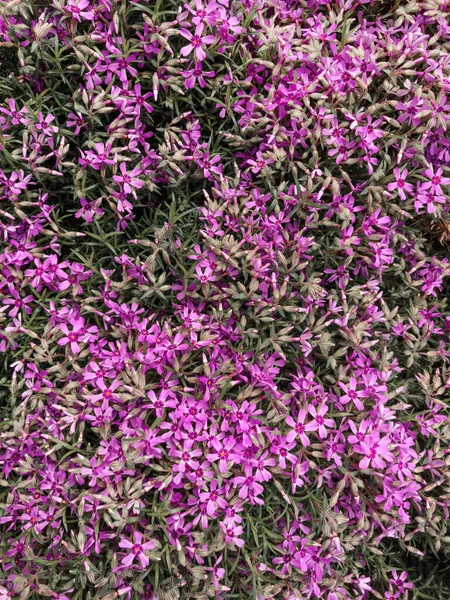 Plante Fleurs Phlox Rampante Dans Cour Arrière Vue Dessus — Photo