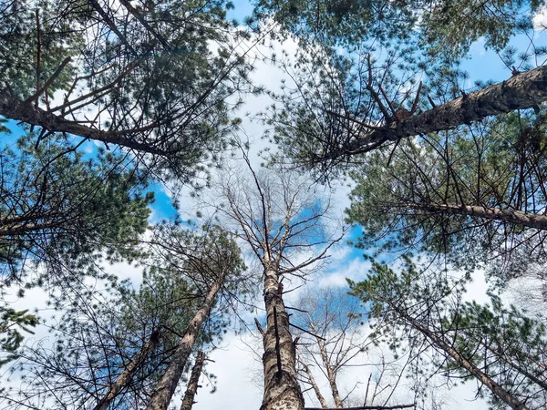 Çam Ağacının Alçak Açılı Manzarası Güneşli Bahar Günü Doğa Çevre — Stok fotoğraf