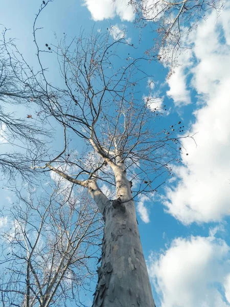 Akçaağaç Ağacının Altında Parktaki Bir Ağacın Çıplak Dallarının Alçak Açılı — Stok fotoğraf