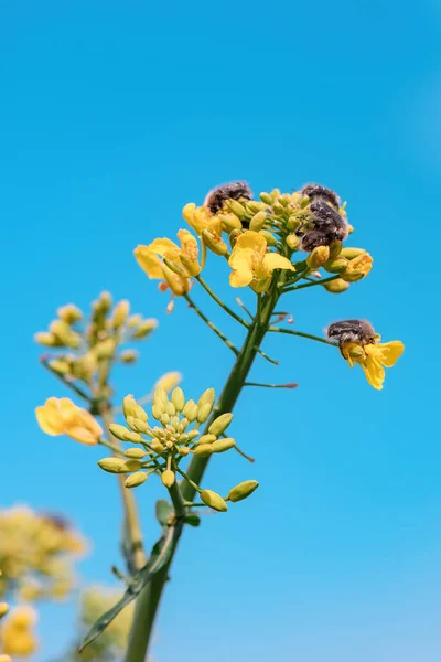 油菜籽开花作物上的郁金香或毛茸茸的玫瑰甲虫 有选择的重点 — 图库照片
