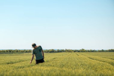 Arpa ekimi geliştirme kontrolü, tarım işçisi. Güneşli bahar gününde ekili tarla bitkilerini inceliyor. Seçici bir odak noktası.