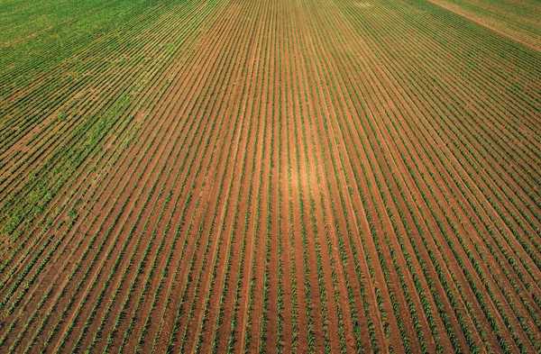 Aerial Shot Green Corn Gprout Field Drone Pov High Angle —  Fotos de Stock