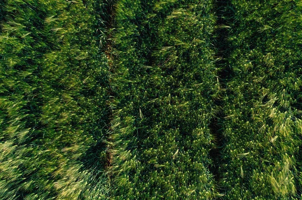Πράσινο Άγουρο Κριθάρι Hordeum Vulgare Καλλιέργειες Από Drone Pov Top — Φωτογραφία Αρχείου