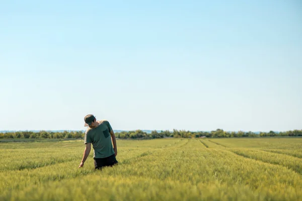 大麦の作物開発管理 日当たりの良い春の日に栽培された農業分野の植物を検討する農家の労働者 選択的フォーカス — ストック写真