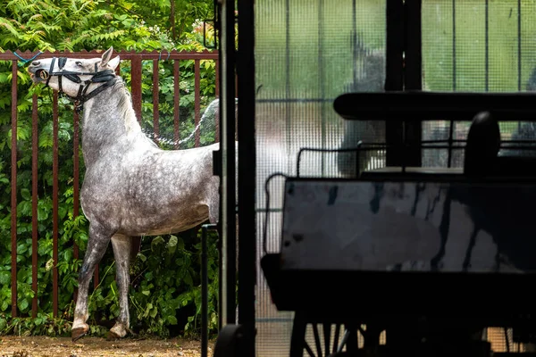 Krásný Šedý Kůň Tečkami Nebo Skvrnami Také Známý Jako Bleší — Stock fotografie