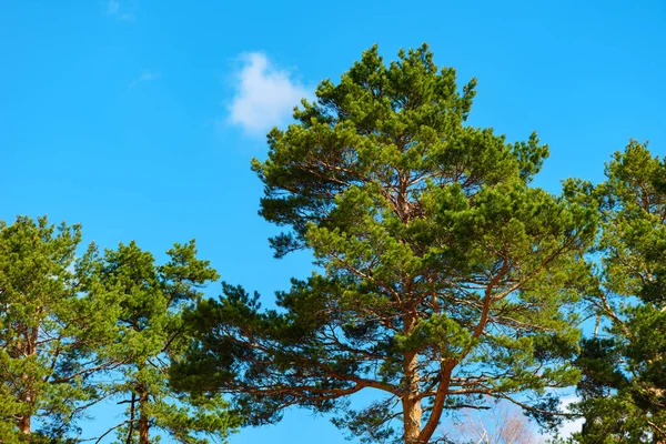 Высокие Сосновые Верхушки Деревьев Голубым Небом Заднем Плане Дивчибаре Сербия — стоковое фото