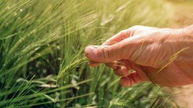 Arpaları (Hordeum Vulgare) denetleyen tarım işçisi, güneşli bahar gününde tarladaki erkek el değme tesislerine yakın çekim, seçici odaklanma