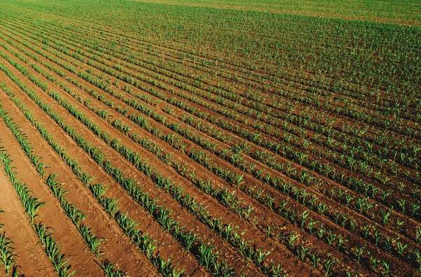 Повітряний Знімок Поля Проростання Зеленої Кукурудзи Високого Кута Зору Безпілотника — стокове фото