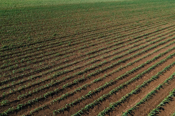 Aerial Shot Green Corn Gprout Field Drone Pov High Angle — Foto de Stock