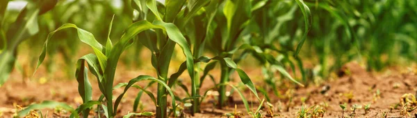 Green Small Corn Sprouts Cultivated Agricultural Field Low Angle View — Stock Photo, Image