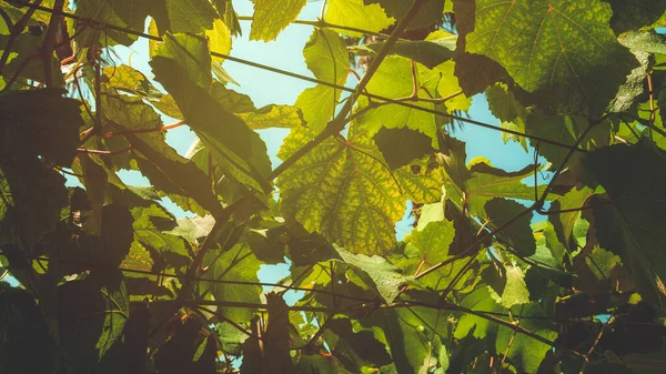 Vigne Commune Raisin Dans Cour Arrière Maison Été Accent Sélectif — Photo