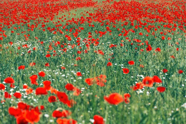 Papaver Rhoeas Fleur Pavot Rouge Dans Prairie Cette Plante Fleurs — Photo