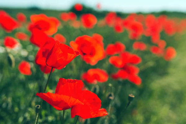 Papaver Rhoeas Красный Цветок Мака Лугу Цветущее Растение Используется Символ — стоковое фото