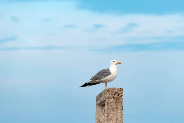 Pájaro Gaviota Pie Orilla Del Mar Enfoque Selectivo — Foto de Stock