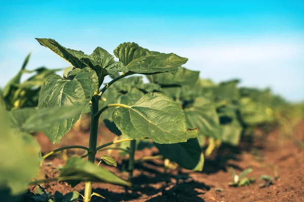 Közönséges Napraforgó Helianthus Annuus Csírák Művelt Területen Alacsony Látószögű Szelektív — Stock Fotó