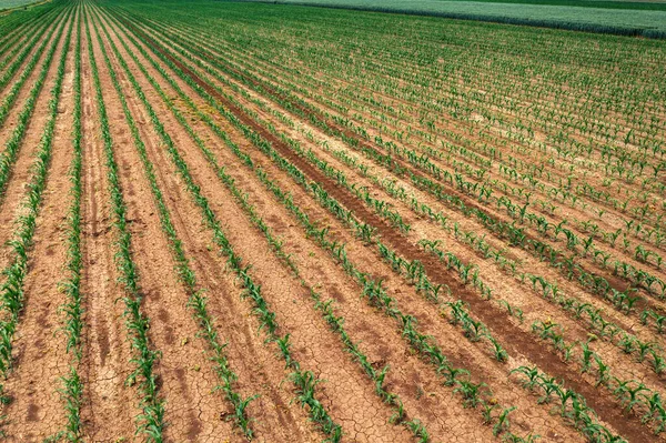 Vzdušný Pohled Výhonky Kukuřice Obdělávaném Zemědělském Poli Dron Pov Koncept — Stock fotografie