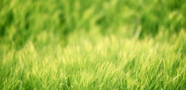 Campo Cevada Verde Não Madura Cultivada Hordeum Vulgare Campo Foco — Fotografia de Stock