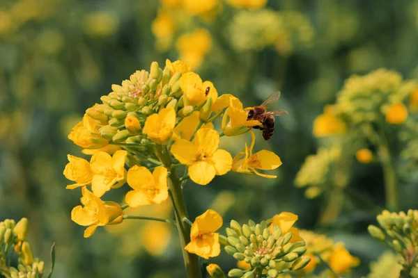 Κοντινό Πλάνο Της Μέλισσας Επικονίαση Ανθίζουσα Κραμβόσπορο Λουλούδι Καλλιέργειας Καλλιεργούμενο — Φωτογραφία Αρχείου