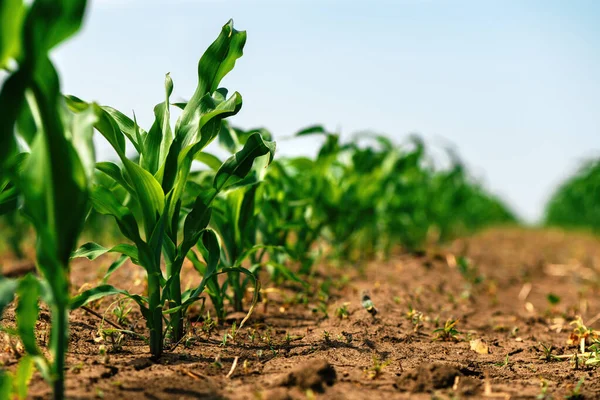 Groene Kleine Maïsspruiten Gecultiveerd Landbouwveld Lage Hoek Uitzicht Landbouw Teeltconcept — Stockfoto