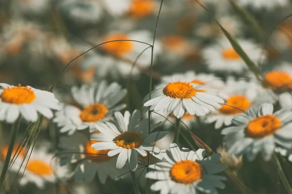 Vit Tickseed Oxeye Tusensköna Vild Blomma Ängen Solig Vårdag Selektivt — Stockfoto