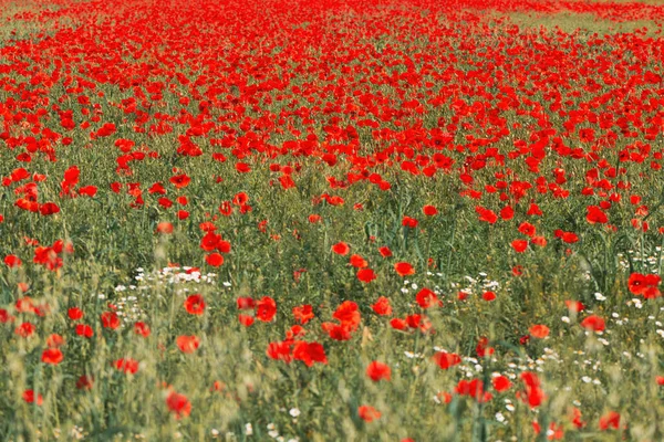 Papaver Rhoeas Red Poppy Flower Meadow Flowering Plant Used Symbol — Stock Photo, Image