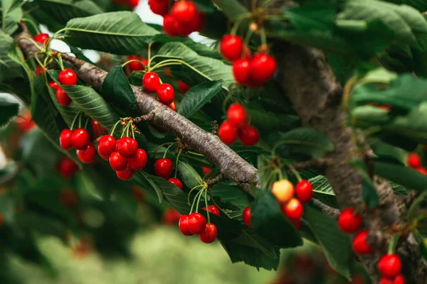 Třešňové Prunus Avium Větve Stromů Plné Zralého Červeného Ovoce Létě — Stock fotografie