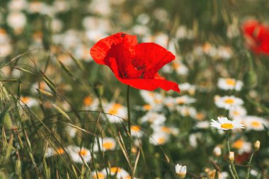 Papaver rhoeas ya da beyaz papatya çayırında kırmızı haşhaş çiçeği. Bu çiçek açan bitki ölen askerlerin anısına bir sembol olarak kullanılır. Seçici odak