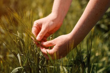 Agronomist ekili tarlada olgunlaşmamış arpa çivilerine dokunuyor. Tarımsal ekin yönetimi kavramında çiftlikte kadın elinin yakın çekimi. Seçici odak.