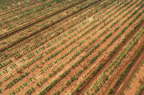 Vista Aérea Brotos Milho Campo Agrícola Cultivado Pontos Vista Drone — Fotografia de Stock